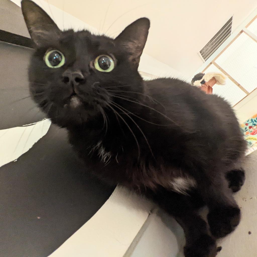 Lucie, a Adoptable Domestic Short Hair in Cumming, GA image 2/4