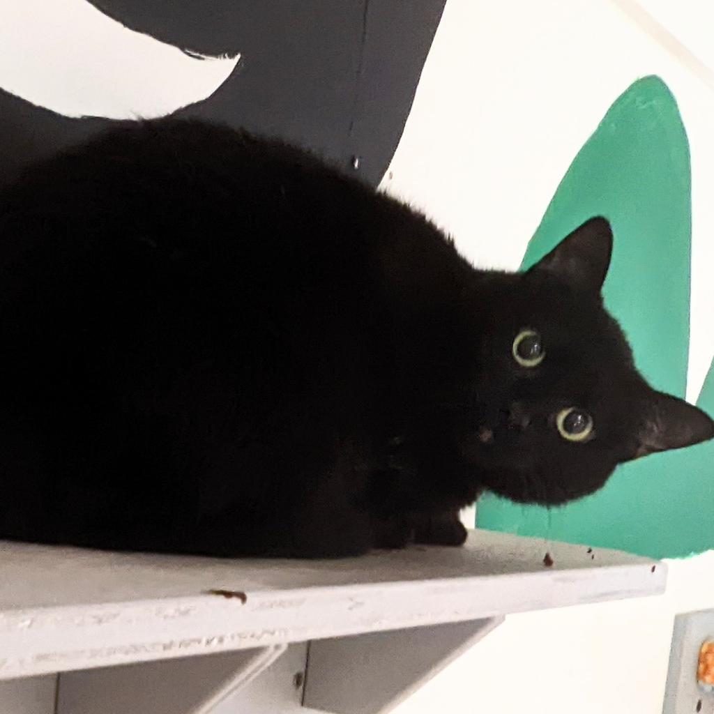 Lucie, a Adoptable Domestic Short Hair in Cumming, GA image 3/4