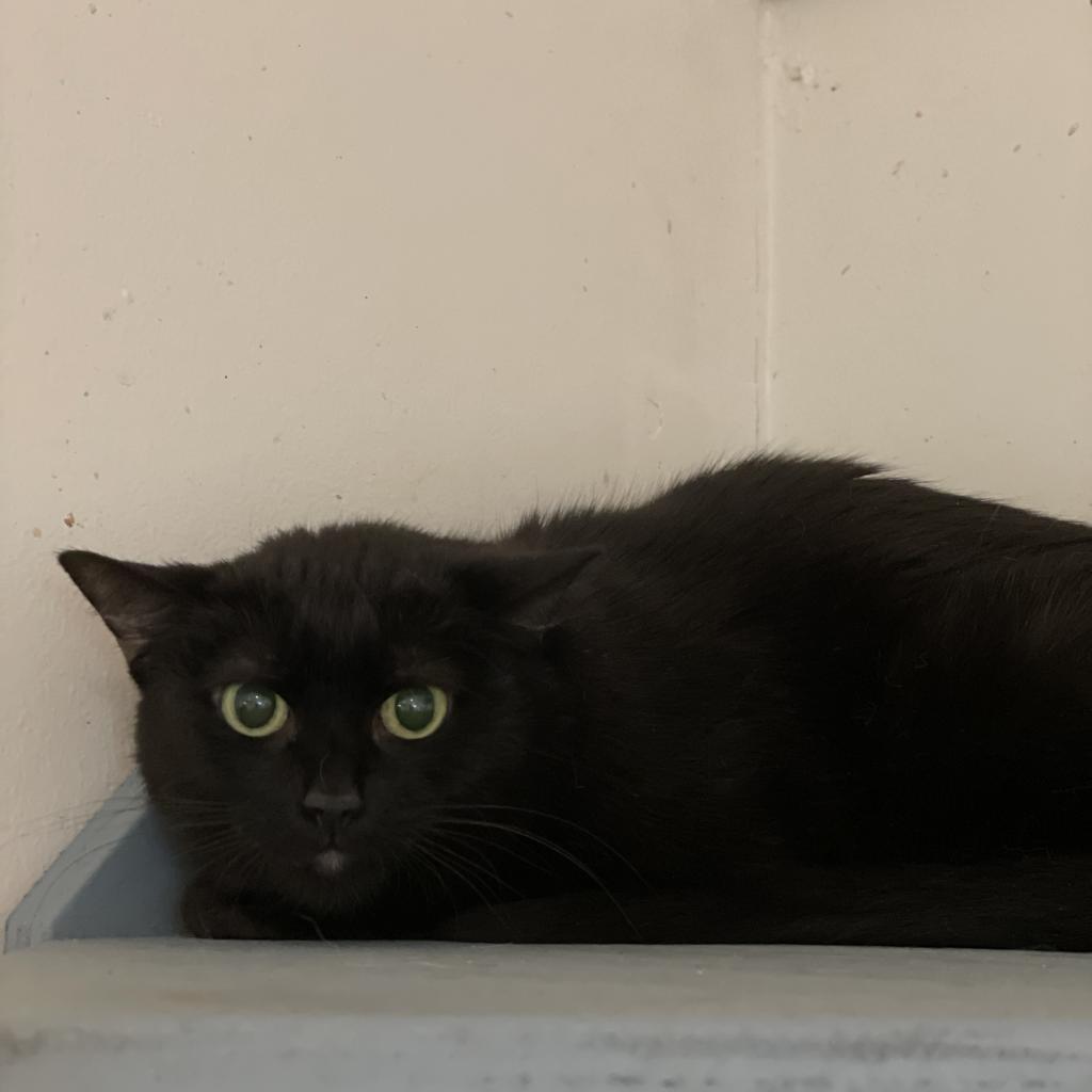 Lucie, a Adoptable Domestic Short Hair in Cumming, GA image 4/4