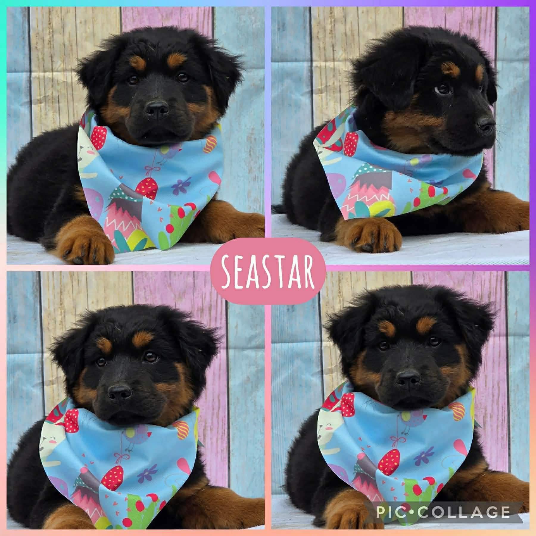 Enlarge Seastar, a ADOPTABLE mixed breed in Ringwood, NJ image 1/1