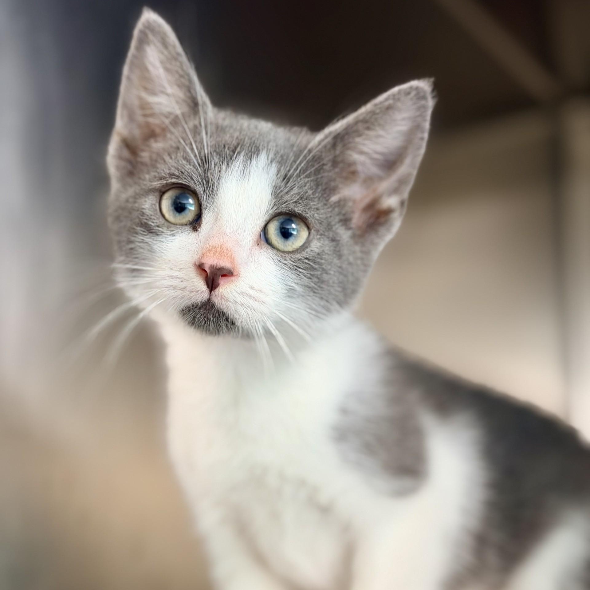 Gojo, a ADOPTABLE Domestic Short Hair in Jackson, NJ image 2/2