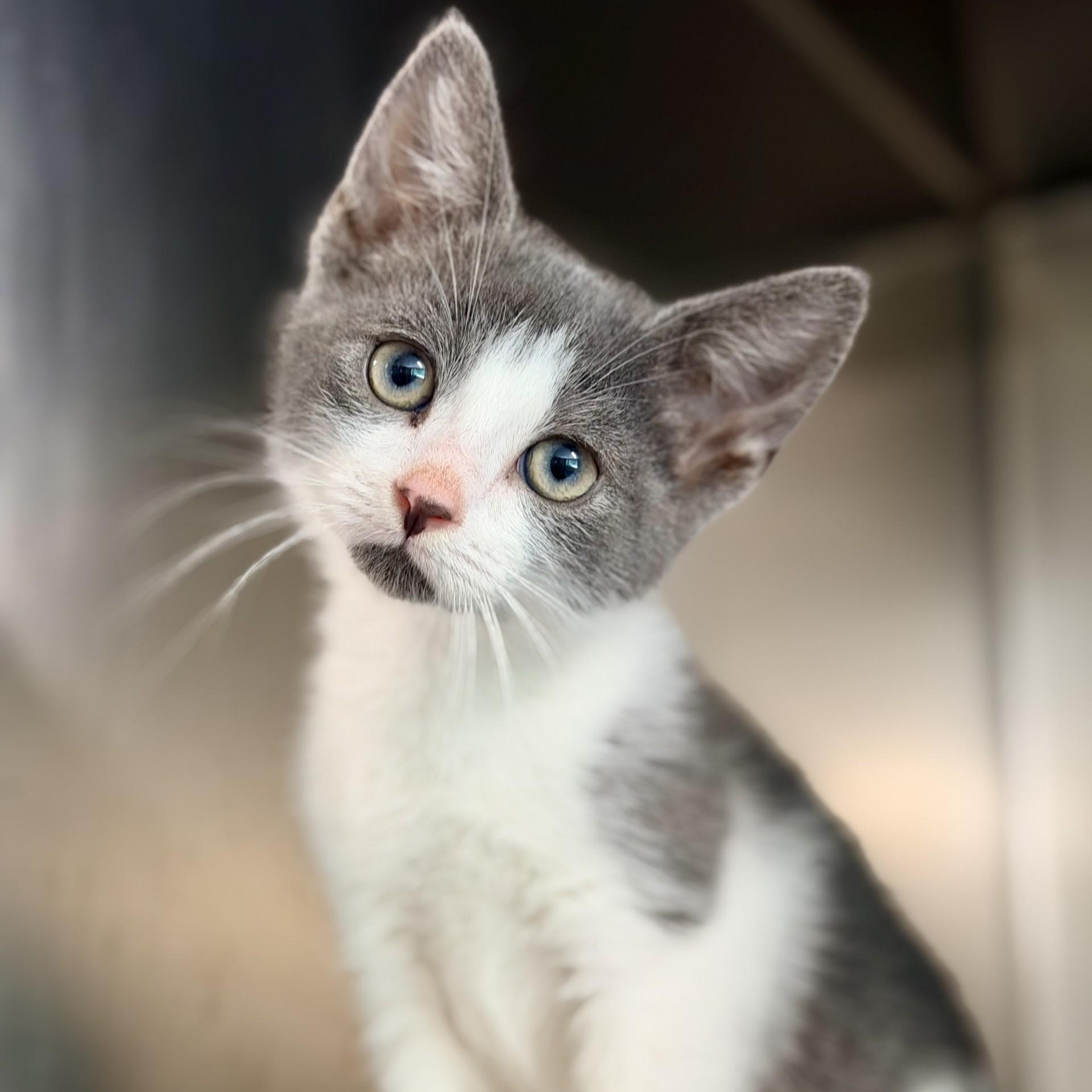 Gojo, ADOPTABLE, Kitten Male Domestic Short Hair.