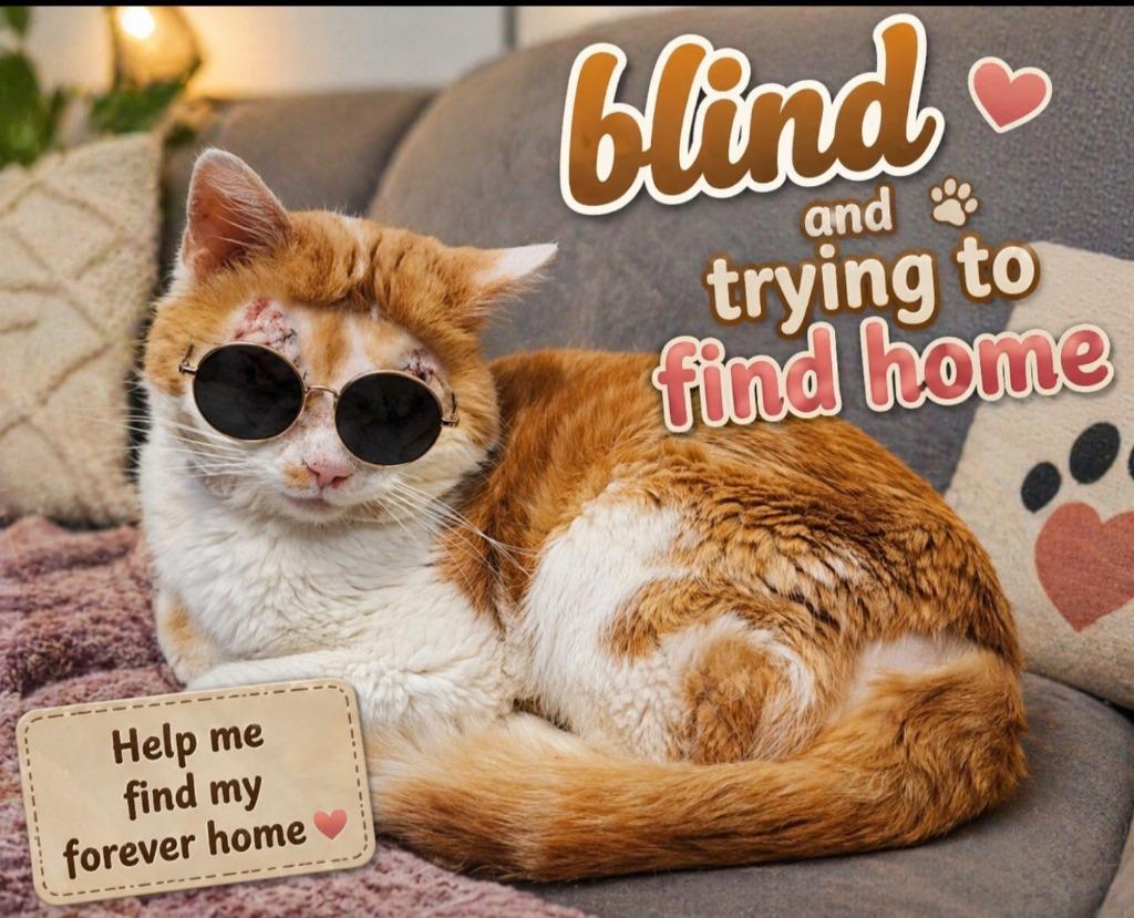 Enlarge Keller James, a Adoptable mixed breed in Washington Court House, OH image 1/2