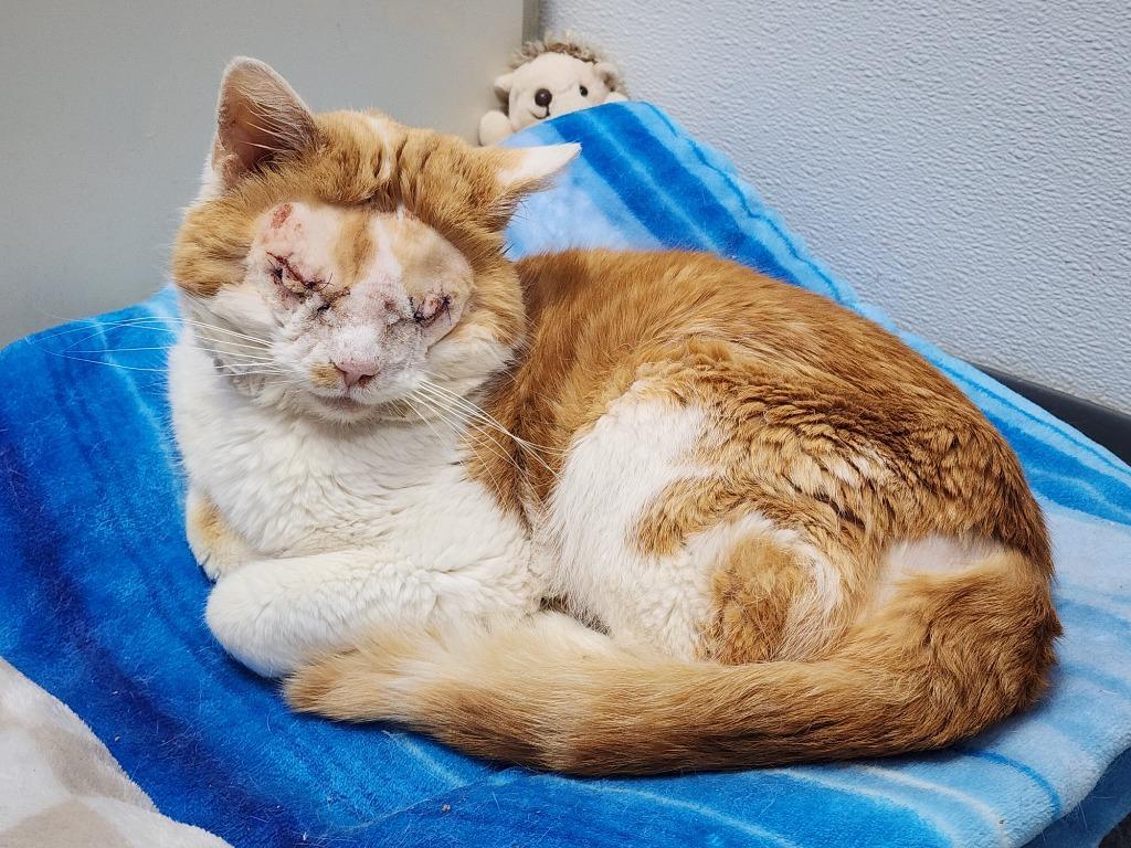 Keller James, Adoptable, Adult Male Domestic Short Hair.