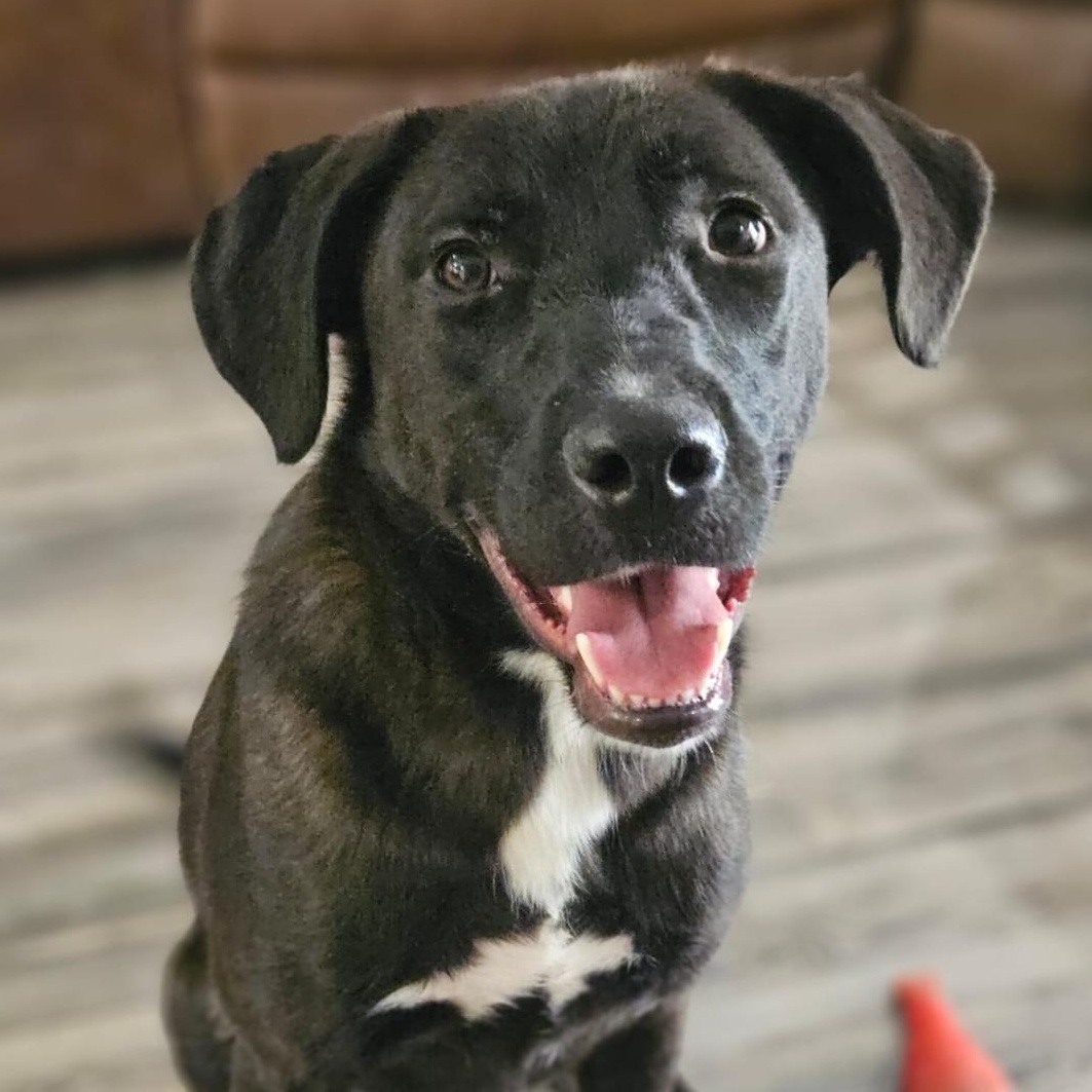 Enlarge Ash, a ADOPTABLE mixed breed in Houston, TX image 4/5
