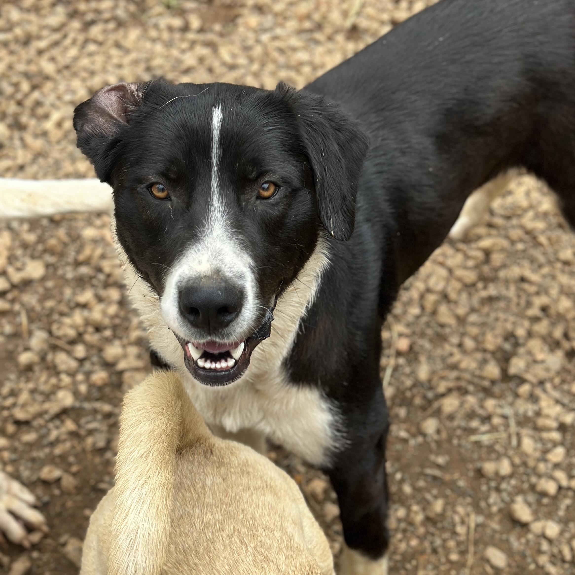 Enlarge Gulliver, a Adoptable mixed breed in Port Byron , NY image 4/6