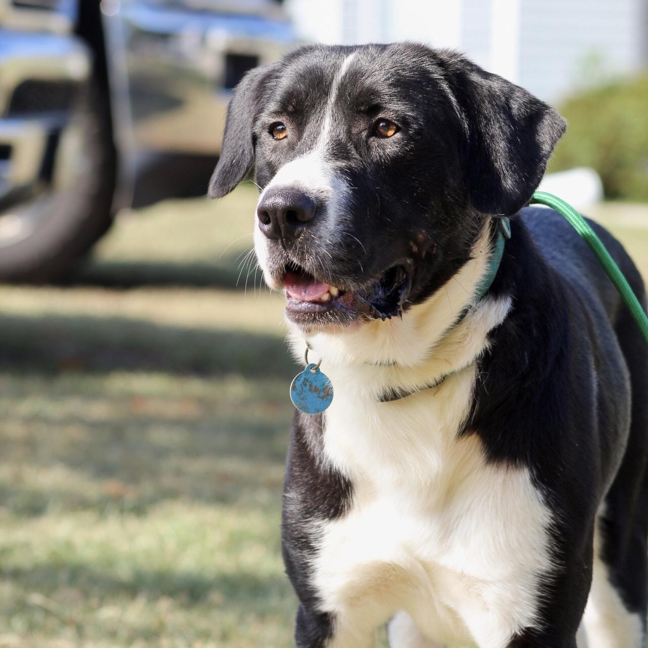 Gulliver, Adoptable, Adult Male Border Collie.