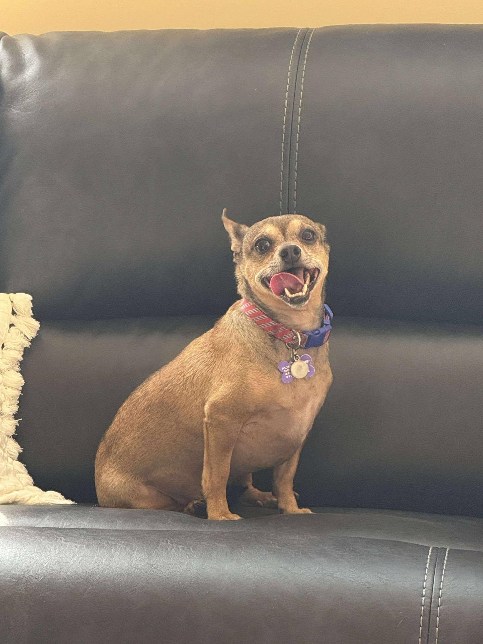 Vaughn (watch my video), Senior Male Chihuahua
