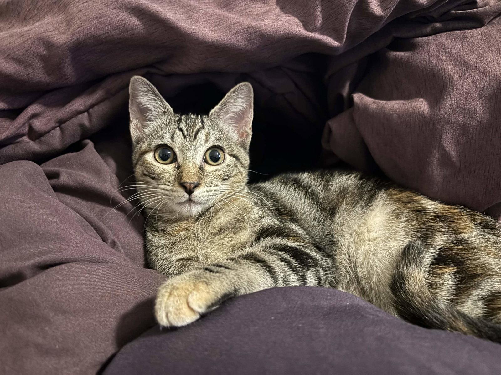 Bobbi, Adoptable, Young Female Torbie.
