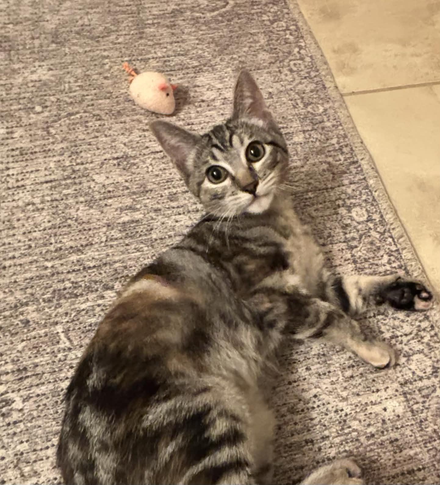 Enlarge Bobbi, a Adoptable Domestic Short Hair in Fort Worth, TX image 1/2