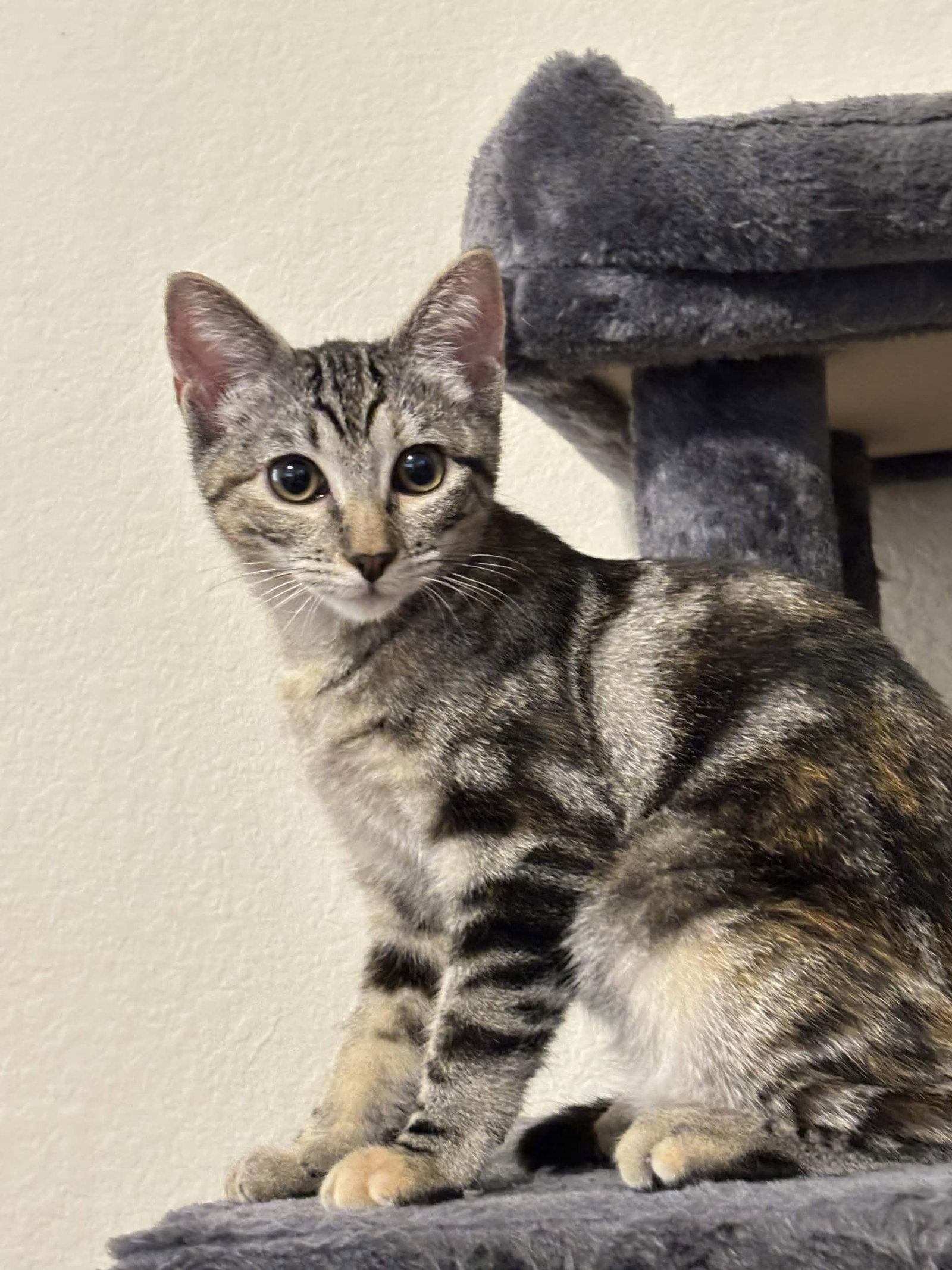 Enlarge Bobbi, a Adoptable Torbie in Fort Worth, TX image 2/3