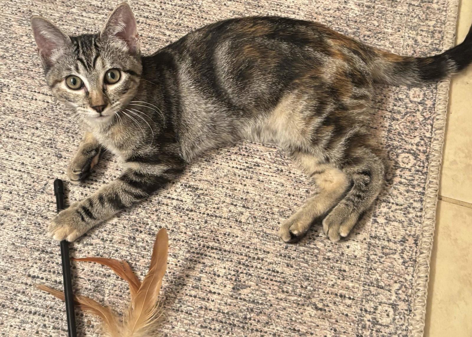 Enlarge Bobbi, a Adoptable Domestic Short Hair in Fort Worth, TX image 2/2