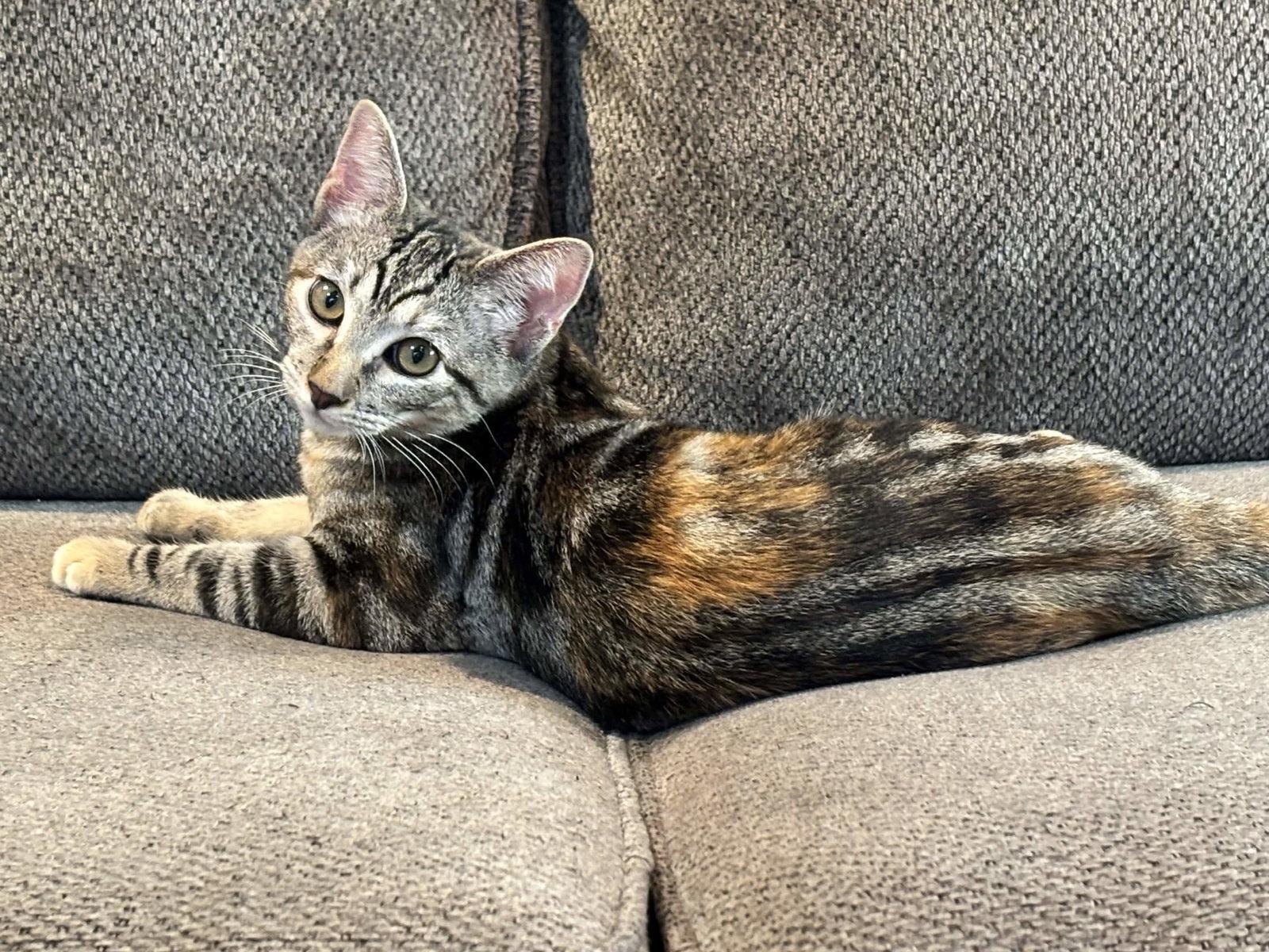 Enlarge Bobbi, a Adoptable Torbie in Fort Worth, TX image 3/3
