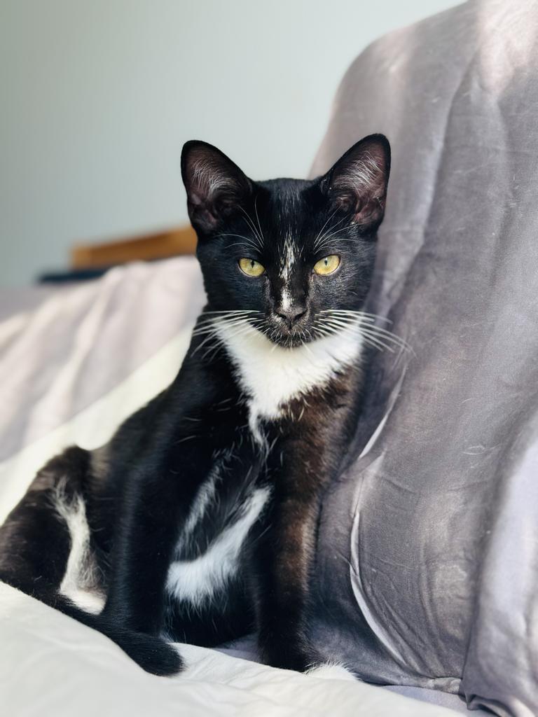 Boots, Adoptable, Kitten Male Domestic Short Hair.