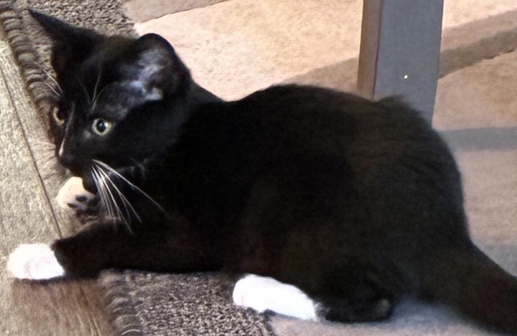 Enlarge Boots, a Adoptable mixed breed in HUNTINGTON BEACH, CA image 2/2