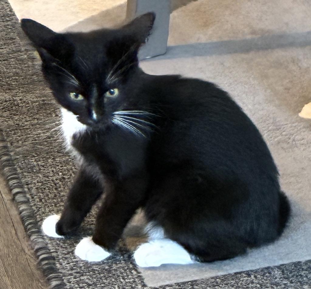 Boots, Adoptable, Kitten Male Domestic Short Hair.