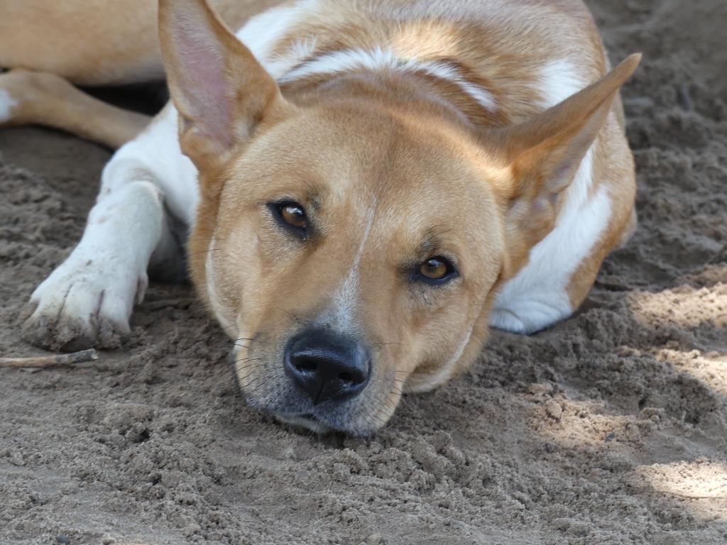 Wyatt, Adoptable, Adult Male Mixed Breed.