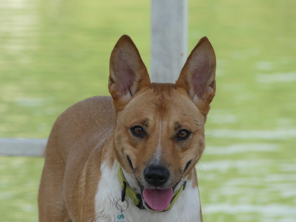 Enlarge Wyatt, a Adoptable mixed breed in The Woodlands, TX image 2/6