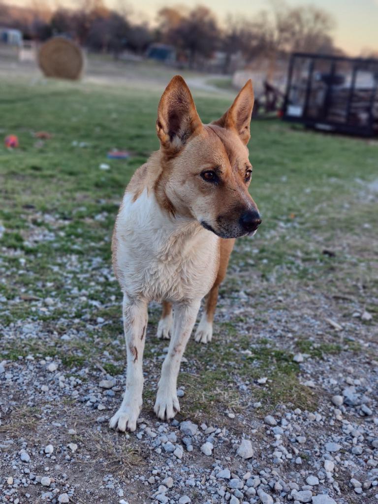 Enlarge Wyatt, a Adoptable mixed breed in The Woodlands, TX image 3/6