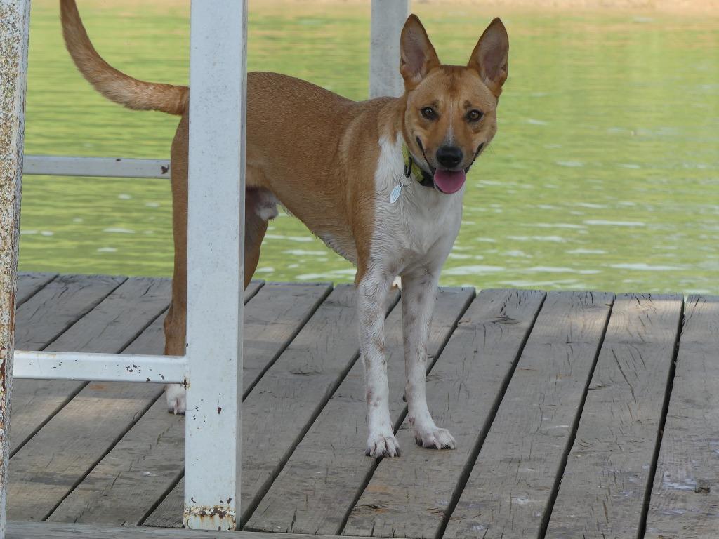 Enlarge Wyatt, a Adoptable mixed breed in The Woodlands, TX image 4/6