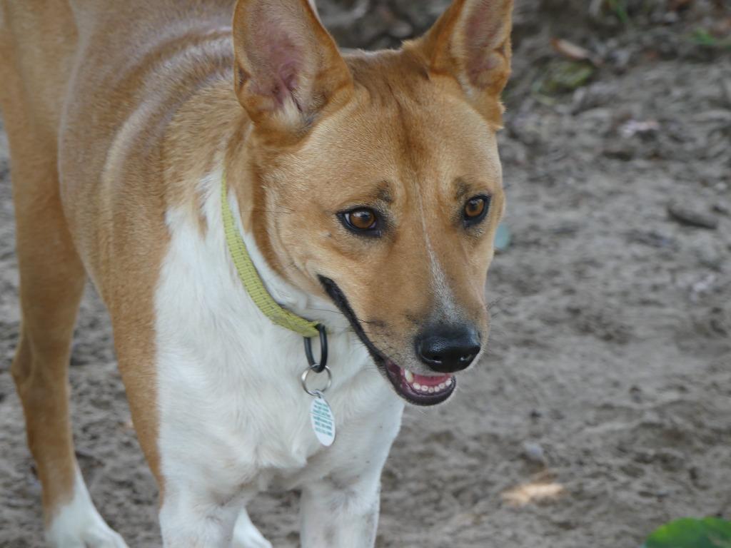 Enlarge Wyatt, a Adoptable mixed breed in The Woodlands, TX image 5/6