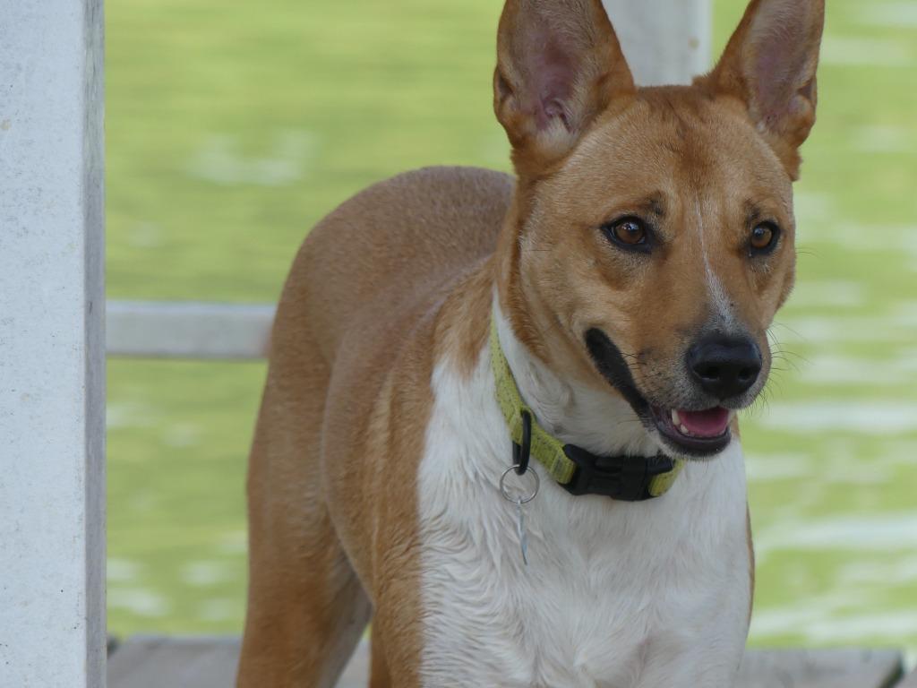 Enlarge Wyatt, a Adoptable mixed breed in The Woodlands, TX image 6/6