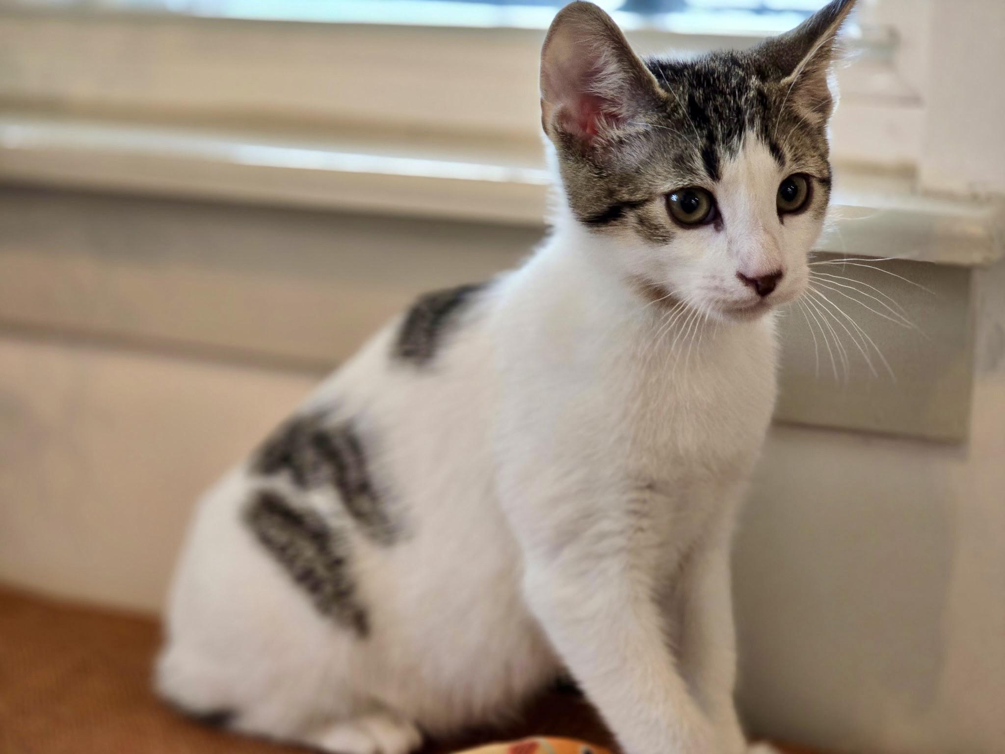 Sirius, a Adopted mixed breed in Danbury, CT image 3/4