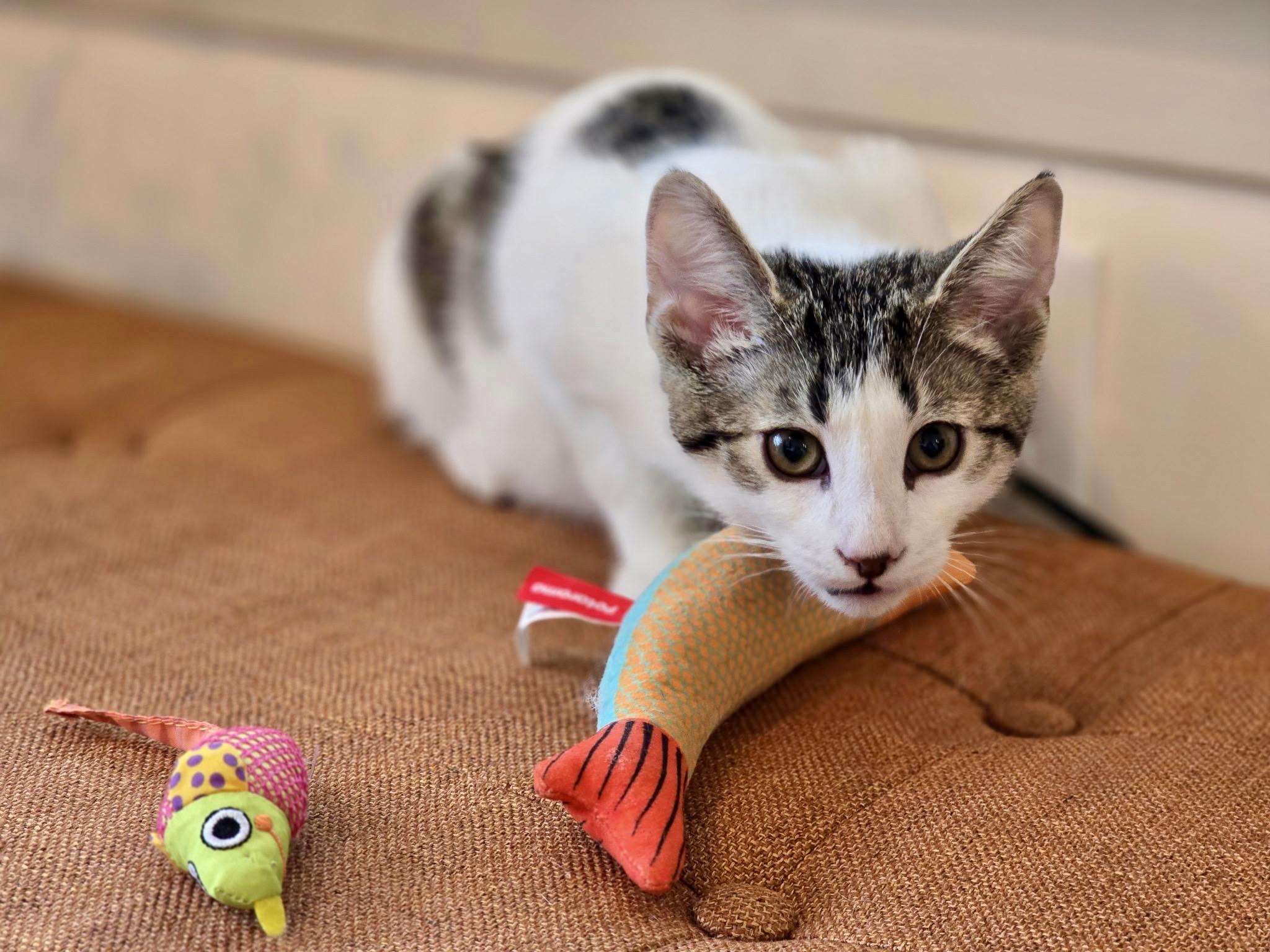 Sirius, a Adopted mixed breed in Danbury, CT image 2/4