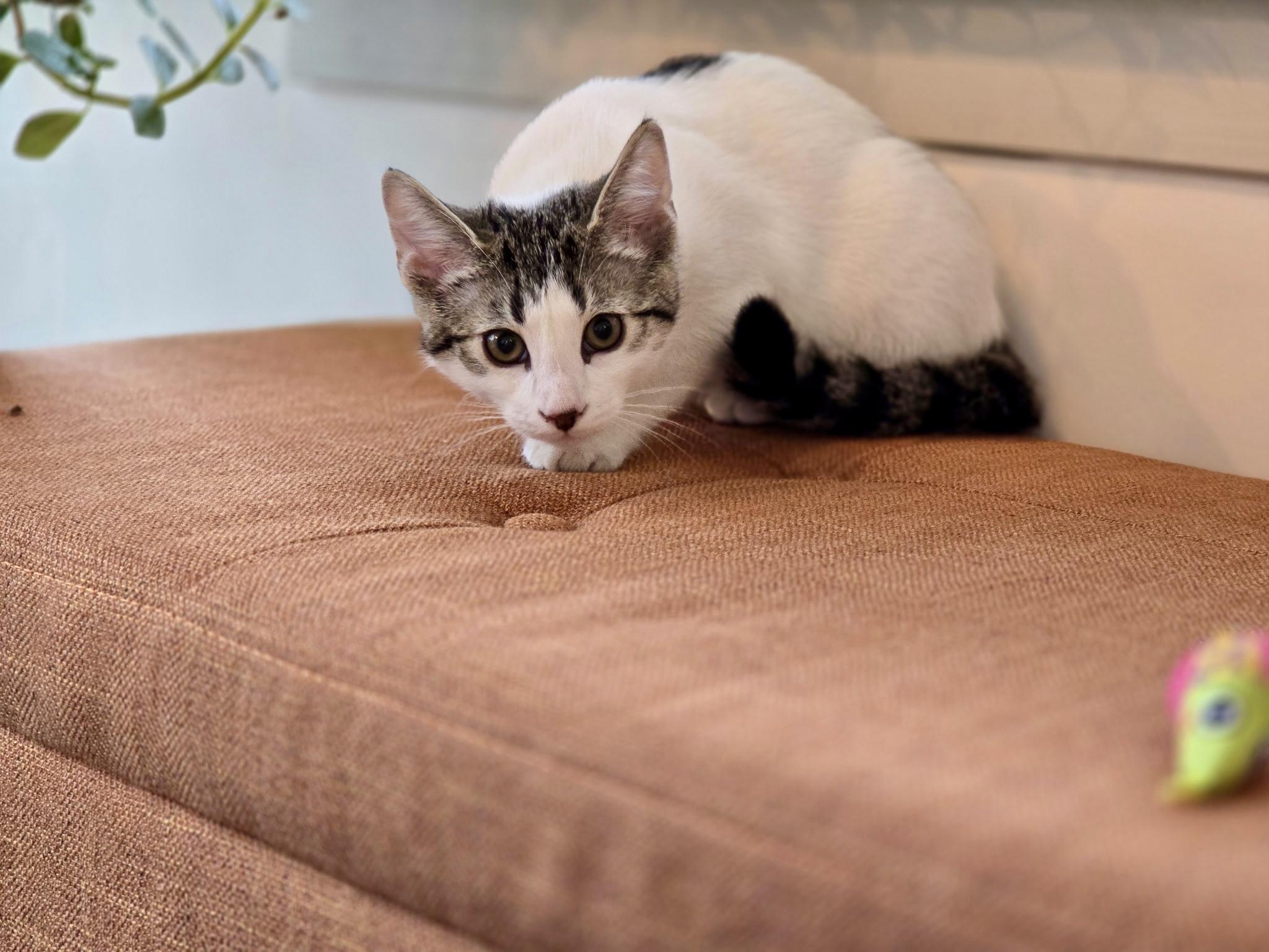 Sirius, a Adopted mixed breed in Danbury, CT image 4/4