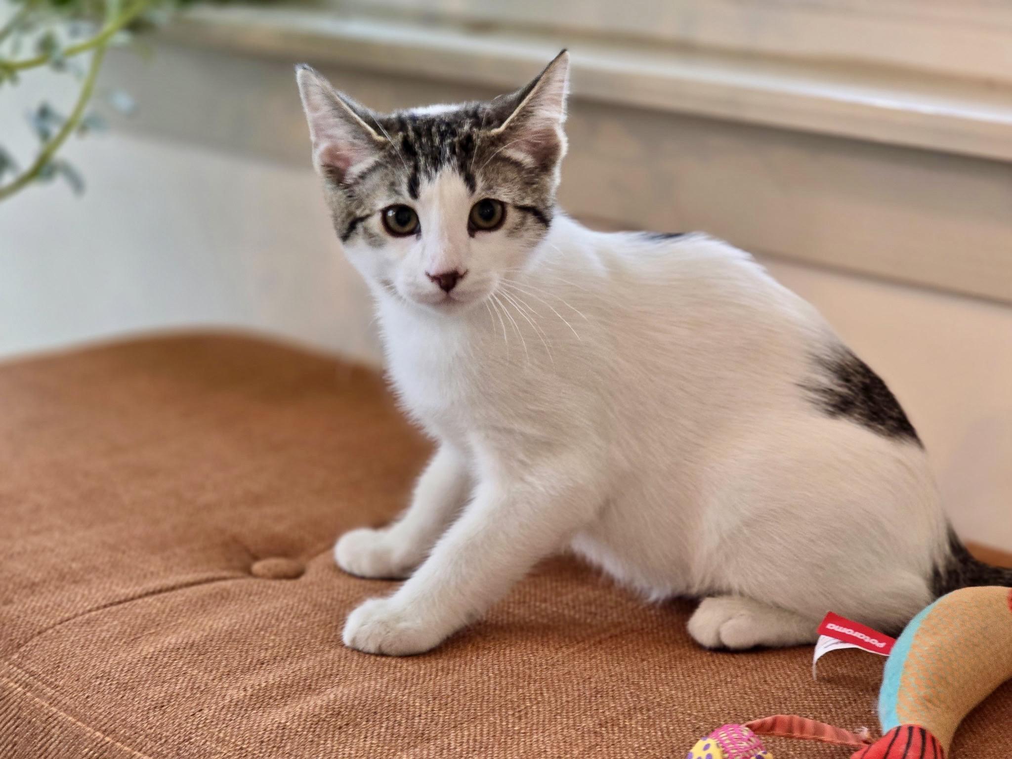 Sirius, a Adopted mixed breed in Danbury, CT image 1/4