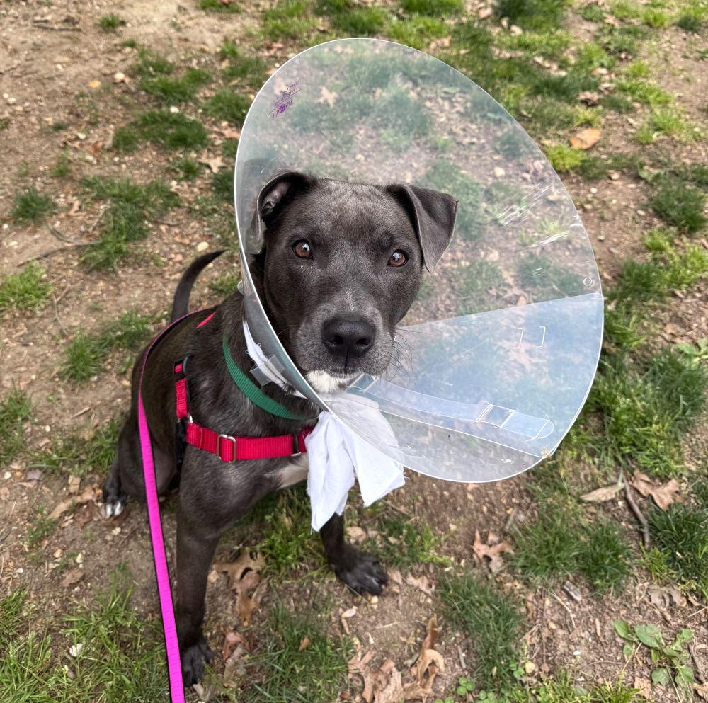 Sissy, Adoptable, Adult Female Mixed Breed.