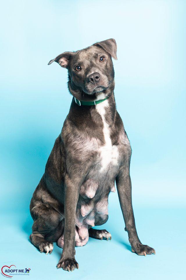 Sissy, a Adoptable Mixed Breed in Alexandria, VA image 3/3