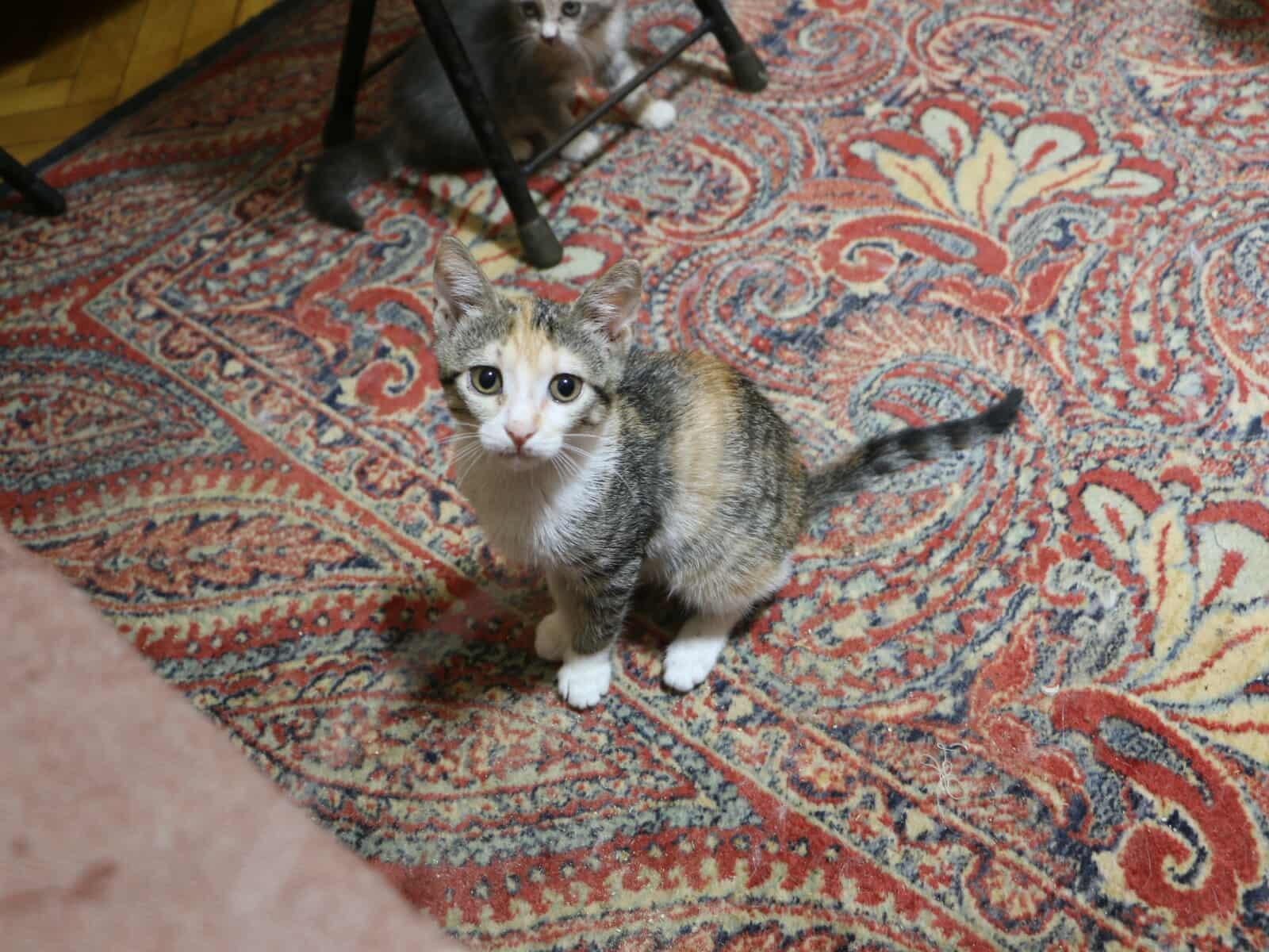 Enlarge Simmy - Bélla Sister, a Adoptable mixed breed in Brampton, ON image 2/5