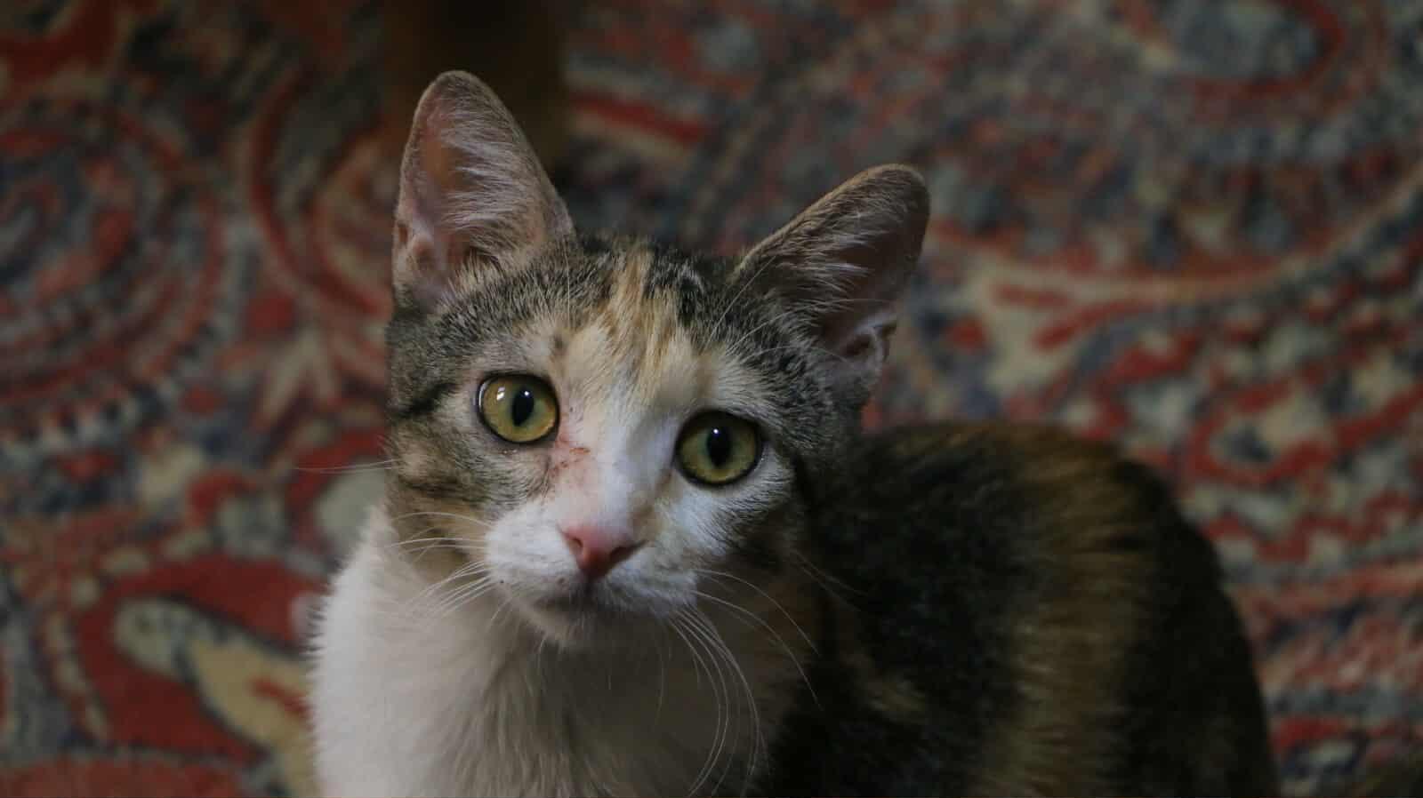 Enlarge Simmy - Bélla Sister, a Adoptable mixed breed in Brampton, ON image 3/5