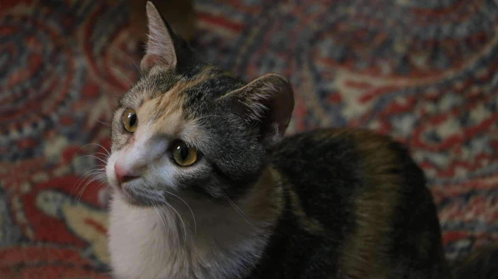 Simmy - Bélla Sister