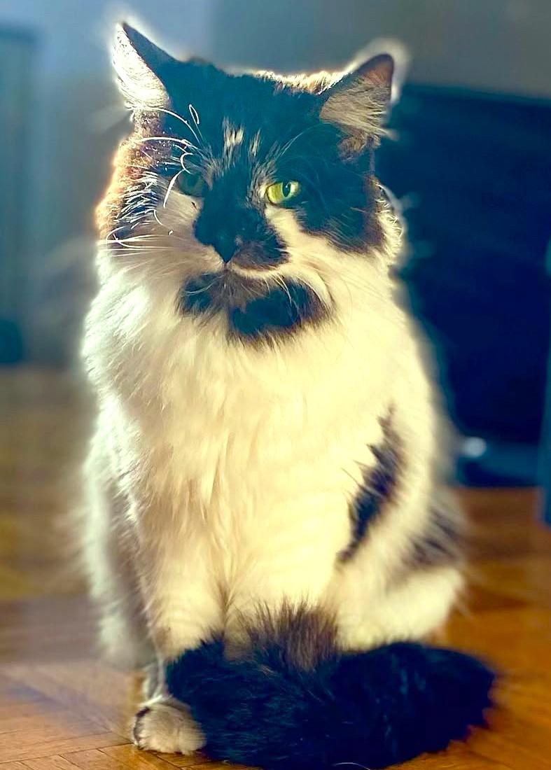 Figaro and Athena, a Adoptable Domestic Long Hair in Jamaica Plain, MA image 1/3