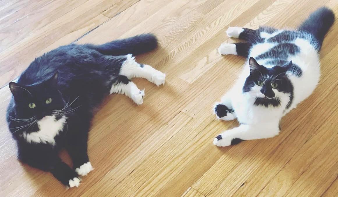 Figaro and Athena, a Adoptable Domestic Long Hair in Jamaica Plain, MA image 3/3