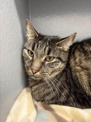 Mandolin — thumbnail 2