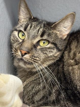 Mandolin — thumbnail 3