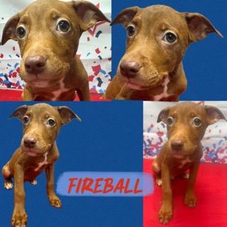 Fireball