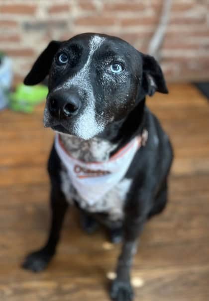 Enlarge Zeus, a Adoptable mixed breed in Reisterstown, MD image 3/3