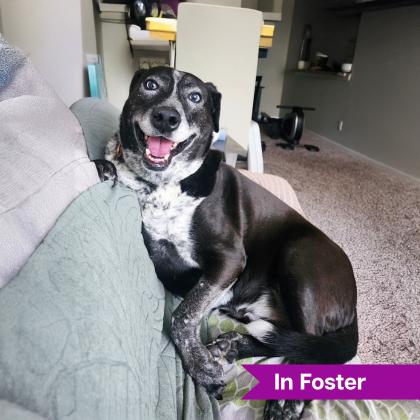 Enlarge Zeus, a Adoptable mixed breed in Reisterstown, MD image 1/3