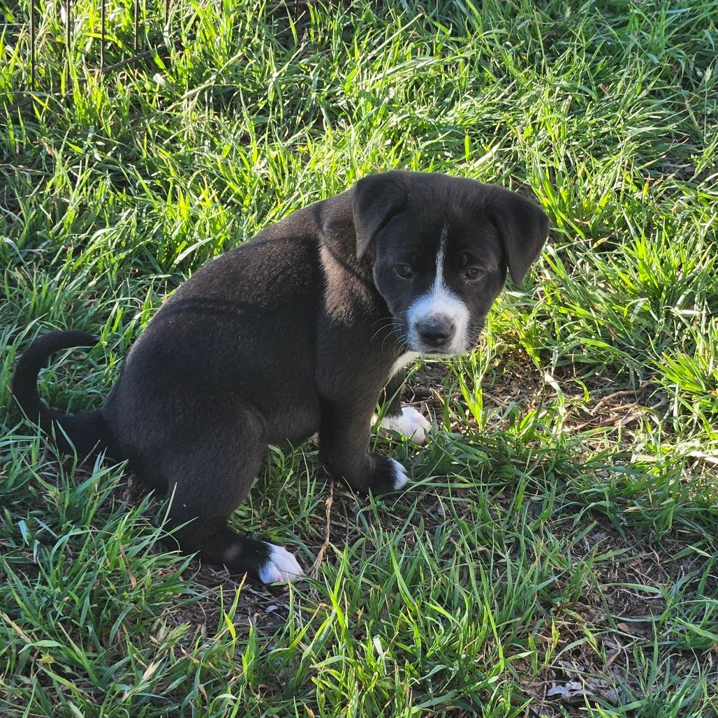 Cocoa Puff — thumbnail 2