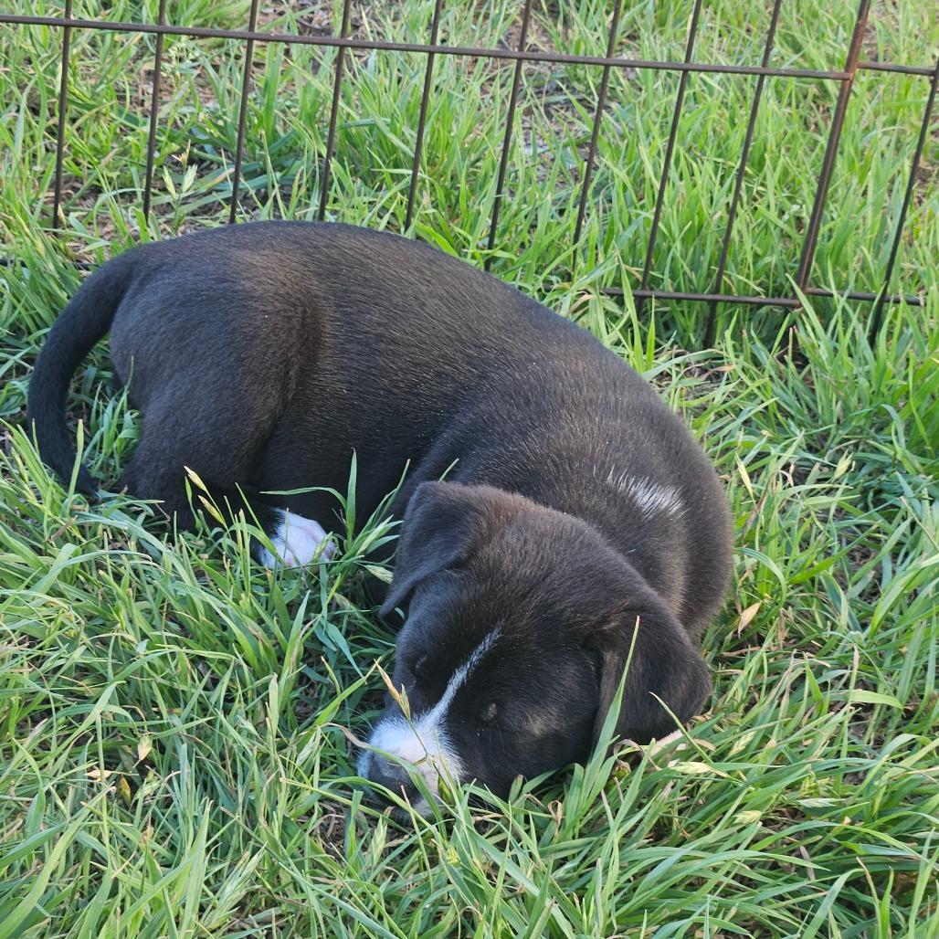 Cocoa Puff — thumbnail 3