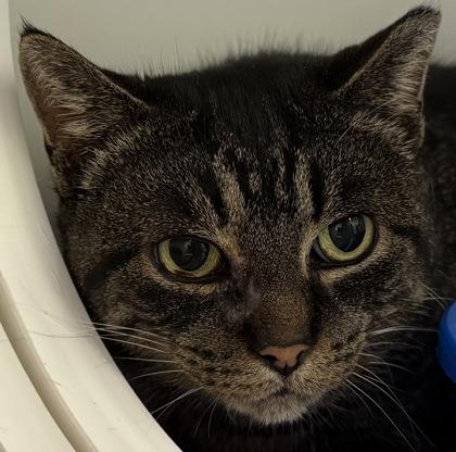 Kit Kat, Adoptable, Adult Female Domestic Short Hair & Domestic Short Hair.