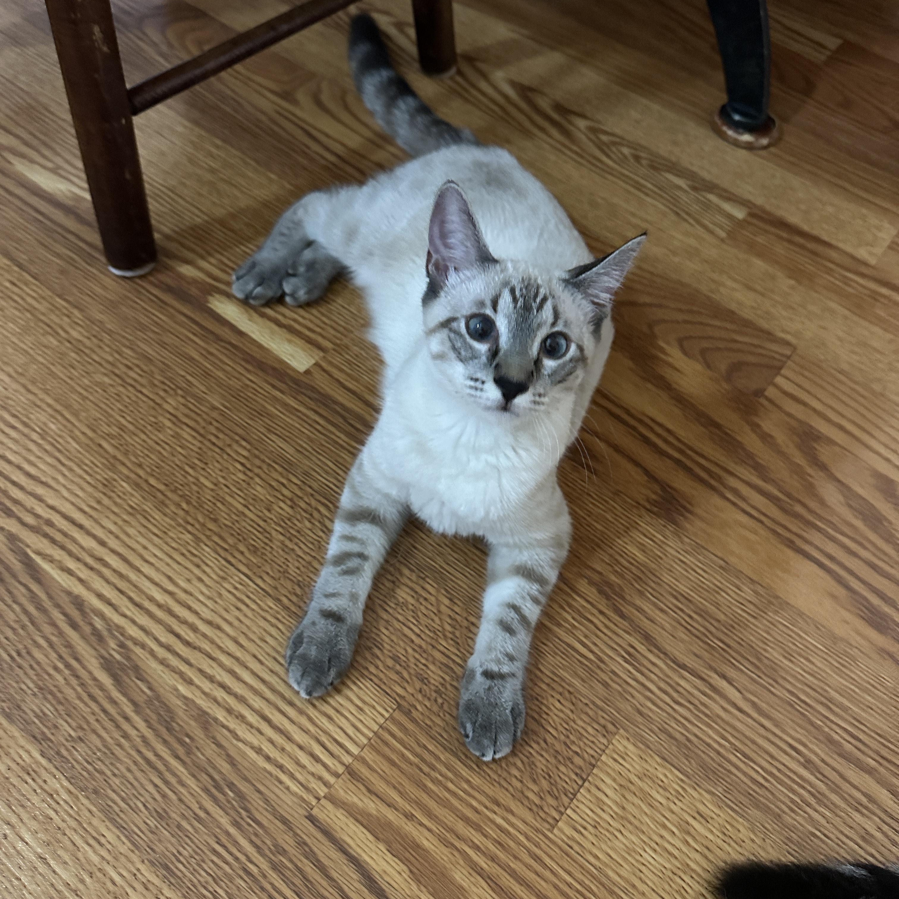 Enlarge Laurel, a Adoptable Domestic Short Hair in Norfolk, VA image 2/4