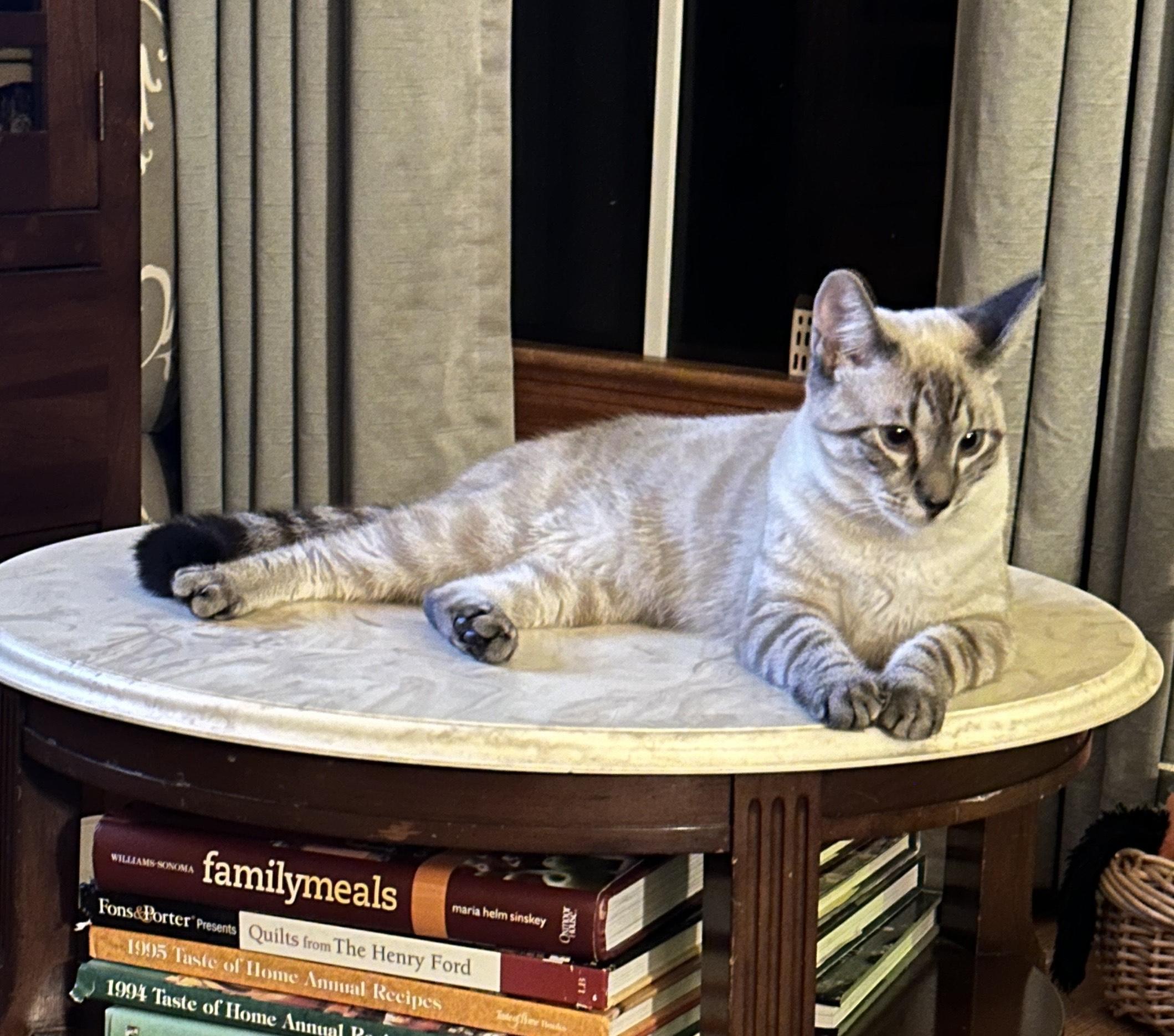 Laurel, Adoptable, Young Female Domestic Short Hair.