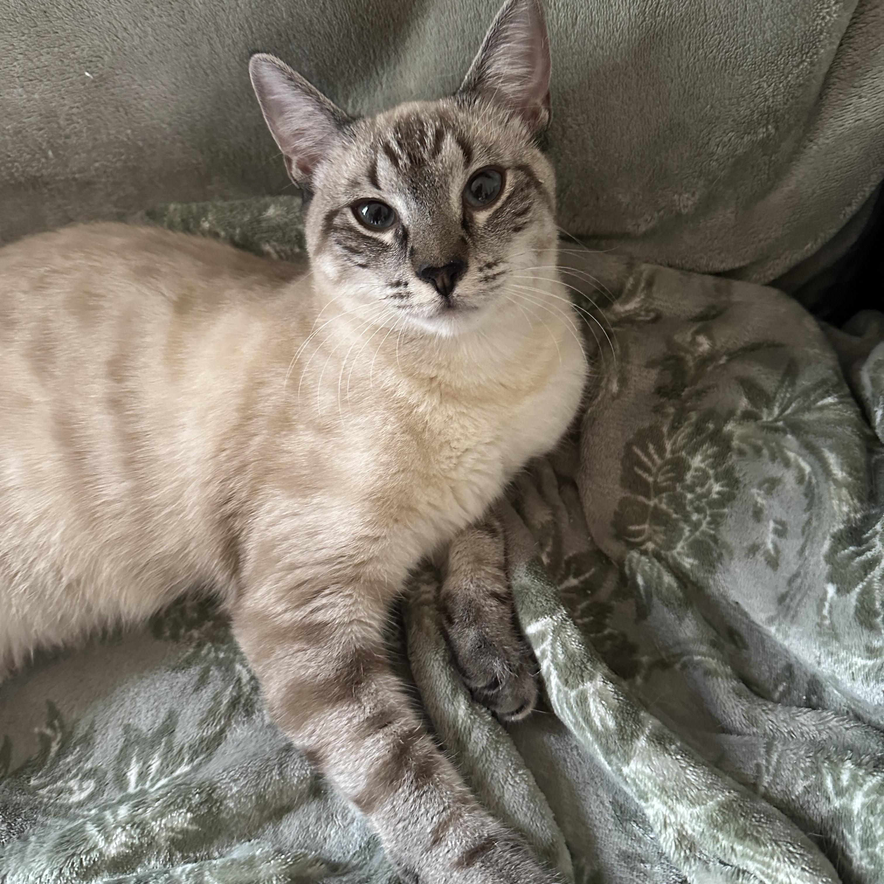 Enlarge Laurel, a Adoptable Domestic Short Hair in Norfolk, VA image 3/4