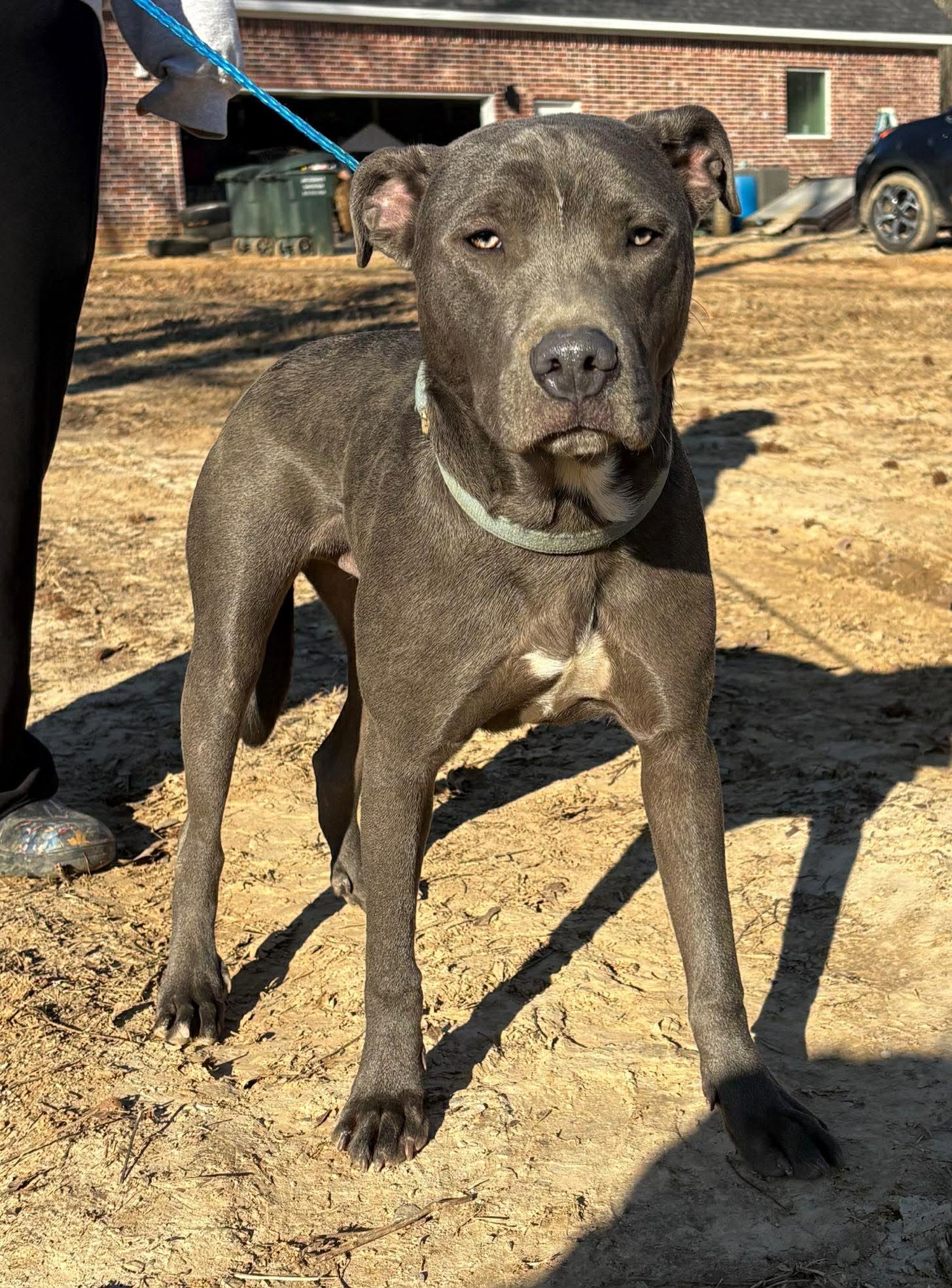 Enlarge Skittles, an adopted Mixed Breed in Northwood, NH image 3/3