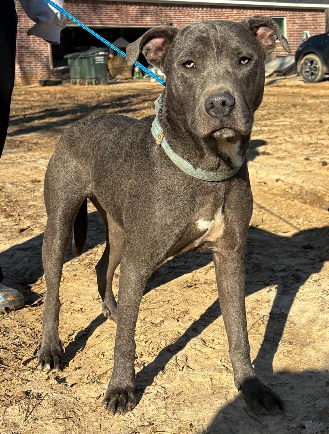 Enlarge Skittles, an adopted Mixed Breed in Northwood, NH image 2/3